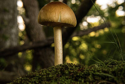 Cityscape Gregory Ballos Royalty Free Images - Lowly Mushroom in the Dark Forest Royalty-Free Image by Douglas Barnett
