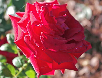 Olympic Sports - Luminous Red Rose Morning  by Michele Myers
