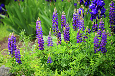 Sultry Plants Rights Managed Images - Lupine and Iris Royalty-Free Image by Whispering Peaks Photography