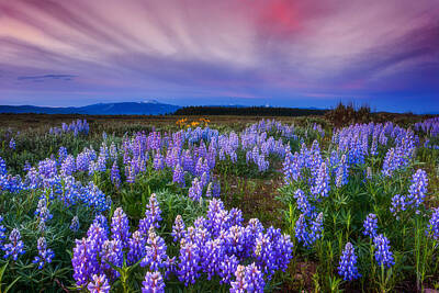 Lets Be Frank - Lupine Morning by Darren White