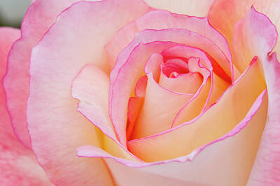 Roses Photos - Macies Secret by Guy Shultz