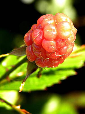 Food And Beverage Photos - Macro of a wild red Raspberry 001 by Christopher Mercer