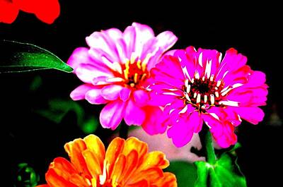 Landscapes Royalty-Free and Rights-Managed Images - Magellan Flowers 6 by Kristalin Davis by Kristalin Davis