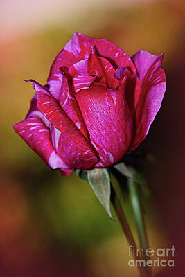 Roses Royalty Free Images - Magenta Rose at Sunset by Kaye Menner Royalty-Free Image by Kaye Menner