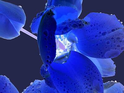 Orphelia Aristal Photo Rights Managed Images - Magical Flower I - Blue Velvet Royalty-Free Image by Orphelia Aristal