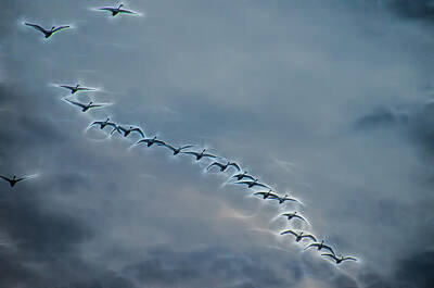 Modern Man Music - Magical Tundra Swan Fly-Over by Beth Venner