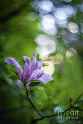 Impressionism Photos - Magnolia Bloom Effervescence by Mike Reid