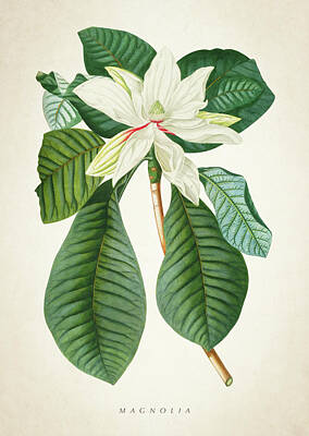 Florals Digital Art - Magnolia Botanical Print magnolia02 by Aged Pixel