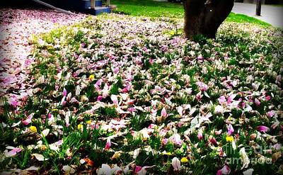 Frank J Casella Royalty-Free and Rights-Managed Images - Magnolia Petals on the Lawn by Frank J Casella