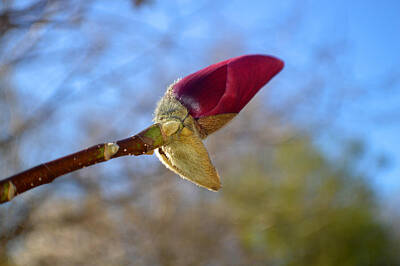 A White Christmas Cityscape Royalty Free Images - Magnolia Red Bud Royalty-Free Image by Tina M Wenger