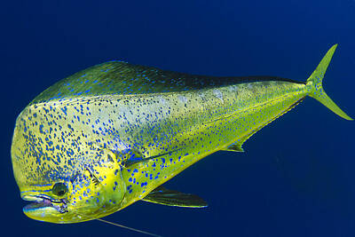 For The Cat Person Royalty Free Images - Spotted Mahi Royalty-Free Image by Adrian E Gray