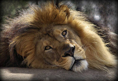 Animals Royalty Free Images - Majestic Love Royalty-Free Image by Linda Mishler
