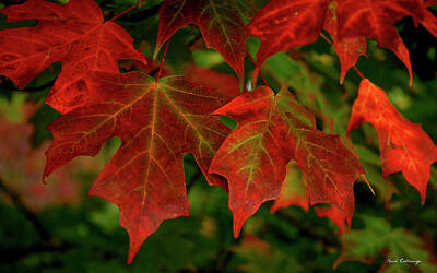 Zen Rocks - Majestic Red Fall Maple Leaves Art by Reid Callaway