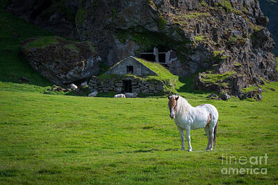 Surrealism Photo Royalty Free Images - Majestic White Horse In Iceland Royalty-Free Image by Michael Ver Sprill