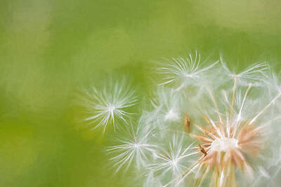 Open Impressionism Red Rock Desert - Making Wishes Dandelion by Terry DeLuco
