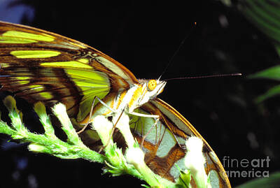 Cartoons Tees - Malachite Butterfly by Thomas R Fletcher