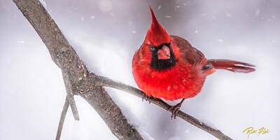 Nfl Team Signs - Male Cardinal in Snow by Rikk Flohr