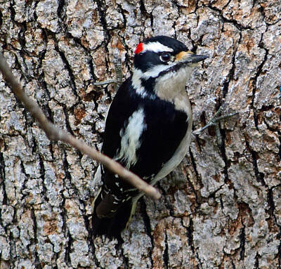 Food And Beverage Signs - Male Downy Woodpecker - 1 by Alan C Wade