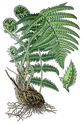 Animal Surreal - male fern, Dryopteris filix-mas by Bildagentur-online