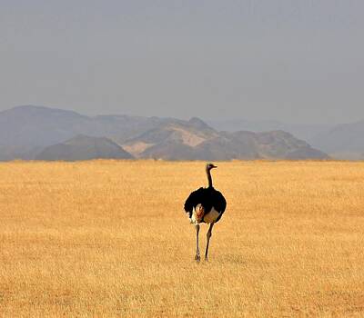 Bringing The Outdoors In - Male Ostrich in Namibia by Stacie Gary