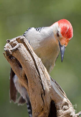 Nirvana Rights Managed Images - Male Red-Bellied Woodpecker Royalty-Free Image by Robert Gaines
