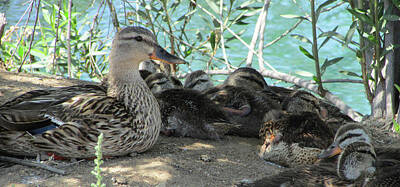 Spot Of Tea - Mallard Duck Family of Eight Resting  by Kathleen J Beller