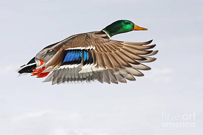 Modern Man Mid Century Modern - Mallard duck in flight by Mircea Costina Photography