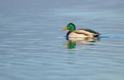 States As License Plates - Mallard duck on a pond by Elenarts - Elena Duvernay photo