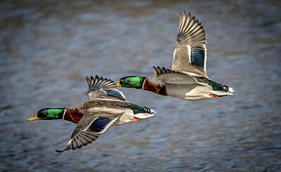 Vintage Oldsmobile Royalty Free Images - Mallards Fly By Royalty-Free Image by Ray Congrove