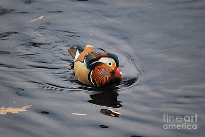 Royalty-Free and Rights-Managed Images - Mandarin Duck 20131109_259 by Tina Hopkins