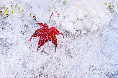 Outdoor Graphic Tees - Maple leaf Frozen in Ice by Jim Corwin