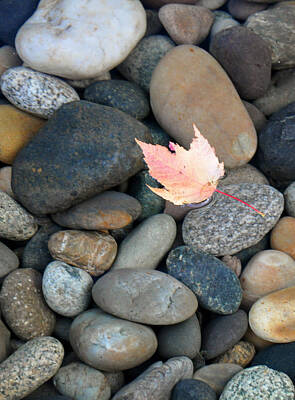 Lipstick Kiss - Maple Leaf on Rock Pond by Caroline Reyes-Loughrey