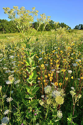 Western Art - Marengo Ridge Hillside of Wildflowers by Ray Mathis