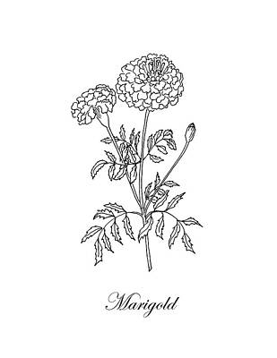 Floral Drawings - Marigold. Botanical by Masha Batkova