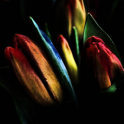 Giuseppe Cristiano - Market Tulips by David Patterson