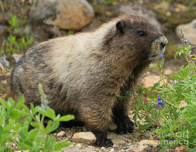 Rowing Royalty Free Images - Marmot Lunch Royalty-Free Image by Michael Dawson