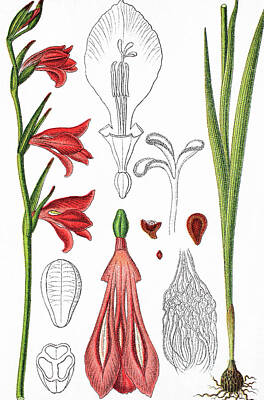 Lilies Drawings - Marsh gladiolus or Sword Lily, Gladiolus palustris by Bildagentur-online