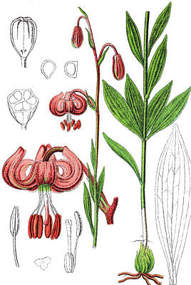 Lilies Drawings - Martagon or Turks cap lily, Lilium martagon by Bildagentur-online