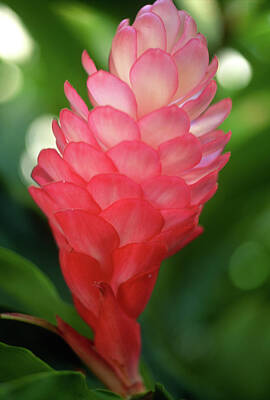 Floral Photos - Maui Pink Ginger by Kathy Yates