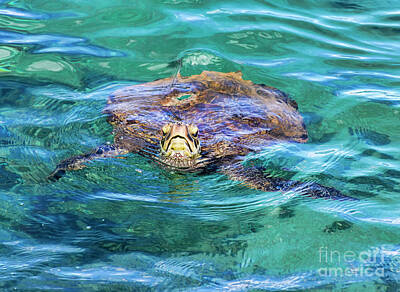 Reptiles Photos - Maui Sea Turtle by Eddie Yerkish