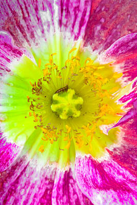 Abstract Flowers Photos - Melting Pot by Az Jackson