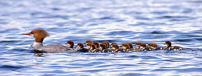 Mammals Rights Managed Images - Merganser Family Royalty-Free Image by Tony Beaver