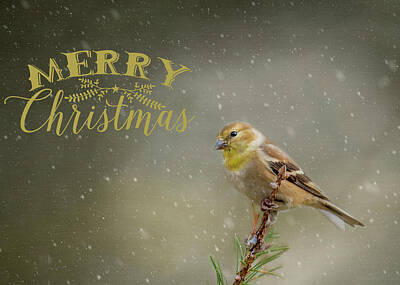 Unicorn Dust - Merry Christmas Winter Goldfinch 1 by Cathy Kovarik