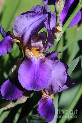 Unicorn Dust - Mesmerizing Purple Iris by Carol Groenen
