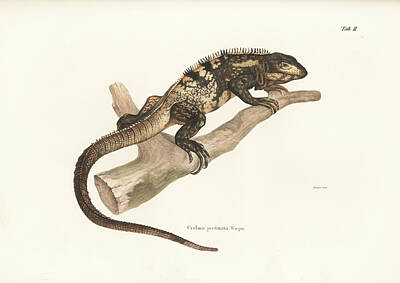 Drawings Rights Managed Images - Mexican Spiny-tailed Iguana, Ctenosaura pectinata Royalty-Free Image by Elsasser