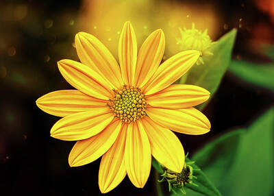 Floral Photos - Midnight In A Garden Of Yellow by Bill and Linda Tiepelman