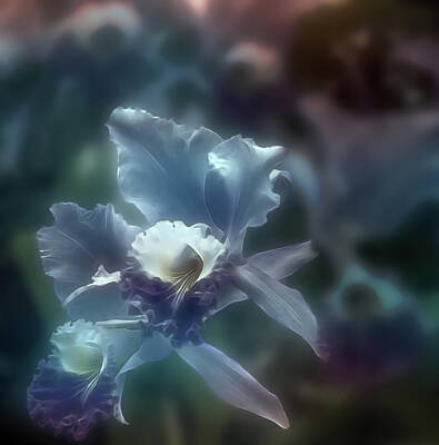 Roaring Red - Midnight Orchid by Maria Coulson
