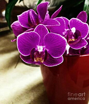 Easter Egg Hunt - Mini Orchids by Catherine Melvin