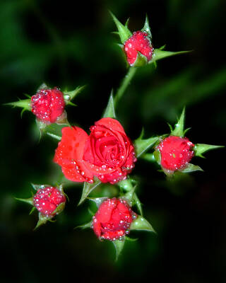 Roses Photos - Mini Roses by Anthony Jones