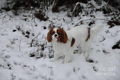 Queen - Miss Daisy Enjoying the Snow by Dale Powell